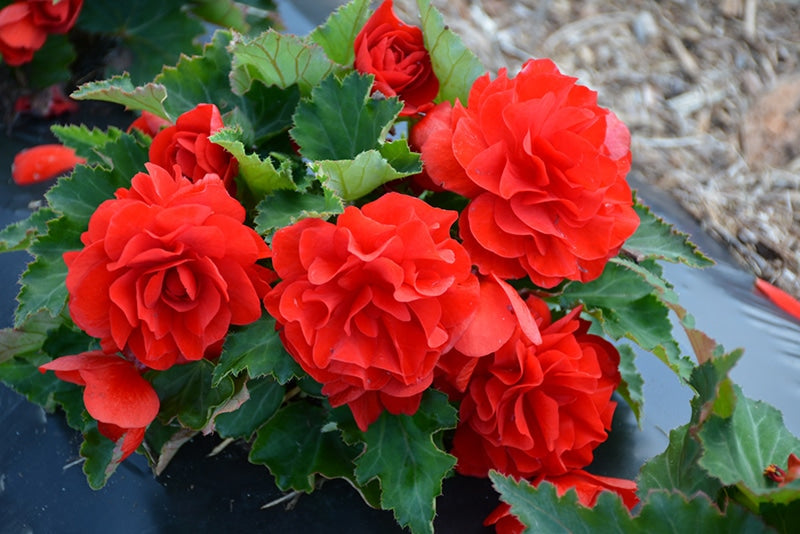Tuberous Begonia Red Flower Seeds for Planting – Heirloom, Non-GMO, High Germination Garden Seeds