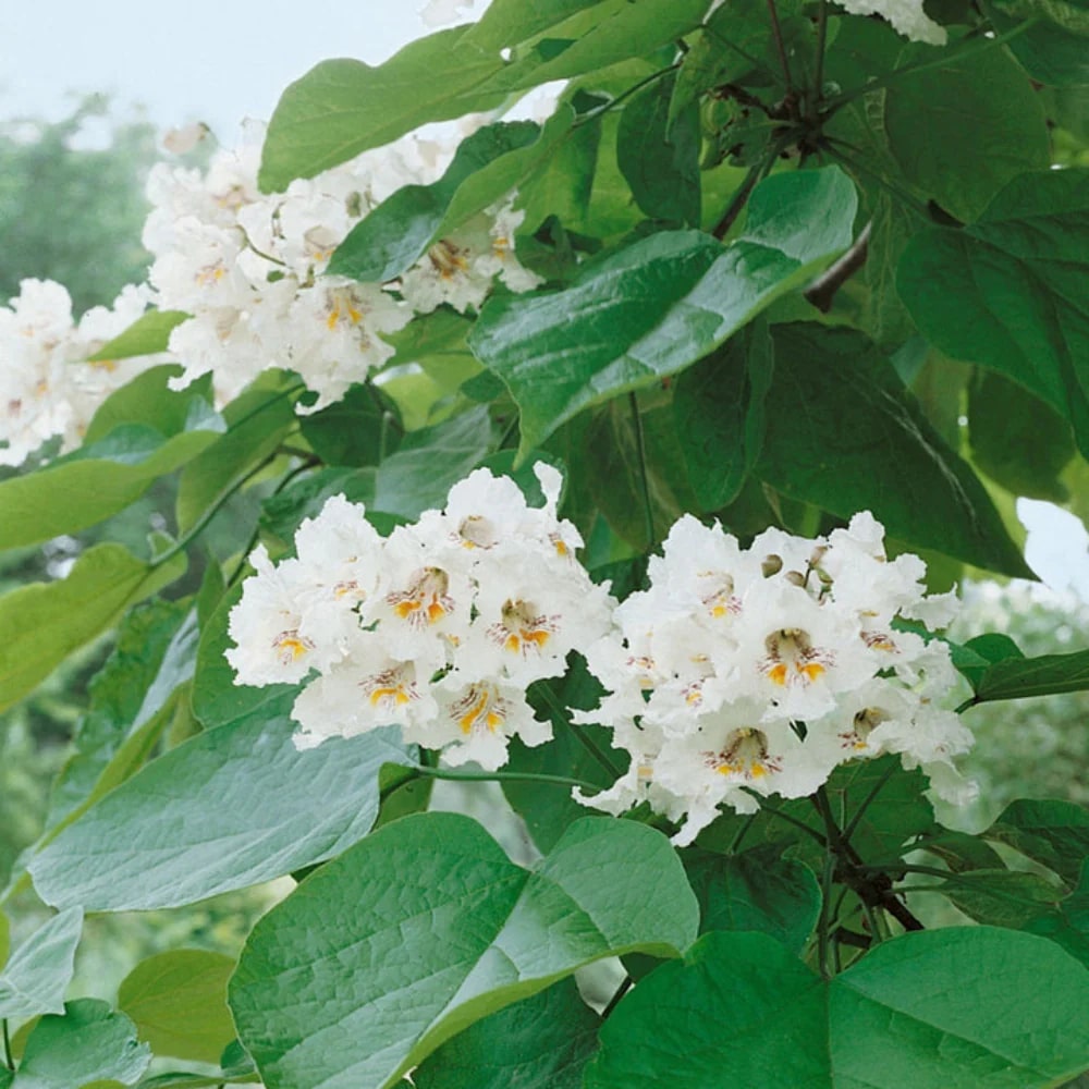 Heirloom Catalpa Flower Seeds for Planting – Pollinator Friendly, Heirloom, Non-GMO Home Garden