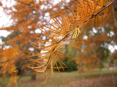 Flower Seeds, Seeds,Seeds For Planting,Plant Seeds