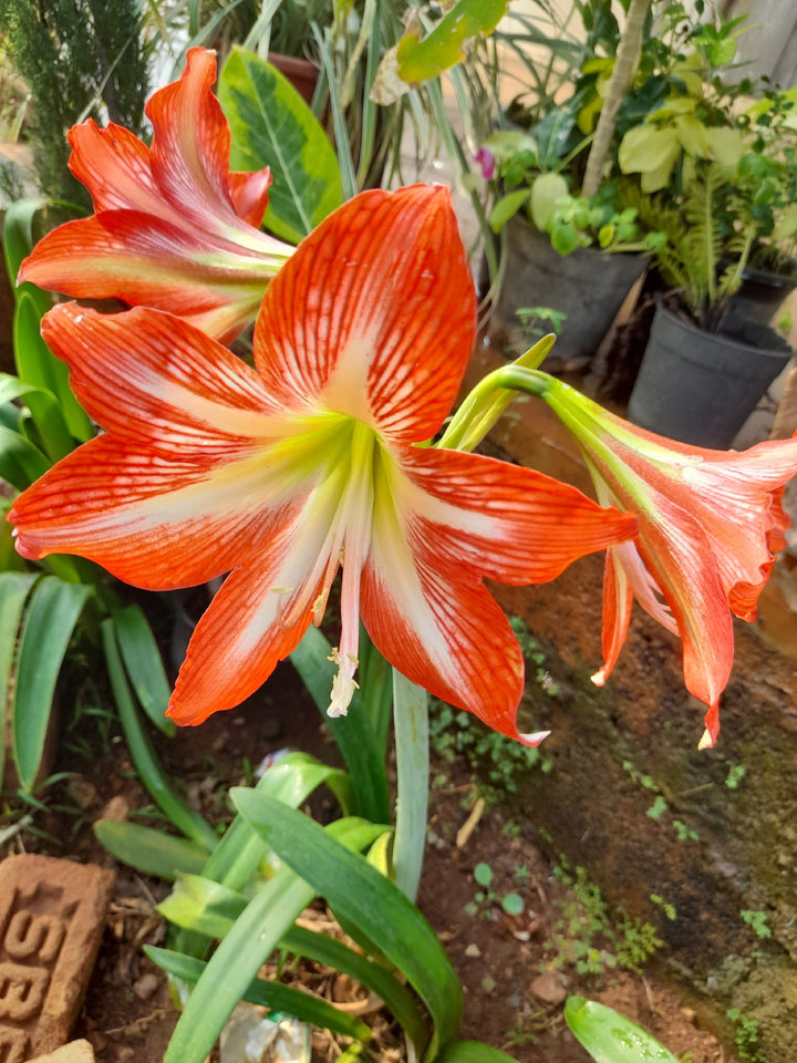 Red Green Amaryllis Flower Seeds for Planting – Heirloom, Non-GMO, Drought Tolerant High Germination Seeds
