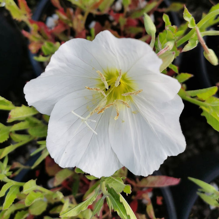 White Evening Primrose Flower Seeds for Planting – Heirloom Non-GMO, High Germination Organic Garden Seeds