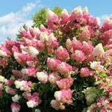 Vanilla Strawberry fruit seeds for planting - Heirloom & Non-GMO Garden seeds