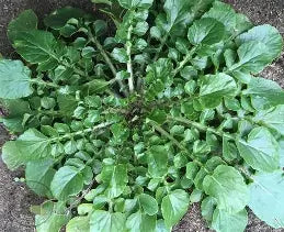 Watercress Upland Seeds – Fast-Growing Leafy Green for Home Gardens & Hydroponics