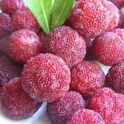 Rubra Fruit seeds for planting – Heirloom & Non-GMO Garden seeds
