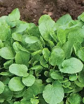 Watercress Upland Seeds – Fast-Growing Leafy Green for Home Gardens & Hydroponics