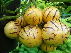 Muricatum seeds for planting - Heirloom & Non-GMO unique tropical fruit garden seeds