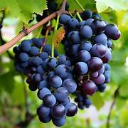 Concord Seedless Grape fruit seeds for planting - Heirloom & Non-GMO Garden seeds, ideal for vineyards