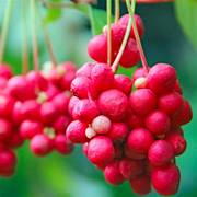 Schisandra Fruit Seeds for Planting – heirloom non-GMO seeds, flavorful berries with adaptogenic properties