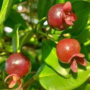 Red Eugenia Rhombea Fruit Seeds for Planting – Heirloom & Non-GMO Garden seeds, tropical fruits for warm climates