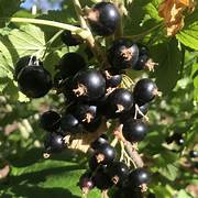 Titania Black Currant fruit seeds for planting - Heirloom & Non-GMO Garden seeds, nutrient-rich berry bushes