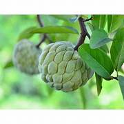 Green Annona Squamosa fruit seeds for planting - Heirloom & Non-GMO Garden seeds, tropical tree-grown variety