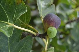 Ficus Carica fruit seeds for planting - Heirloom & Non-GMO Garden seeds, sweet fig variety for home growing