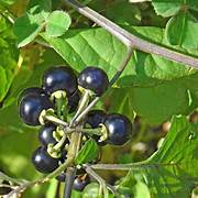 Black Huckleberry fruit seeds for planting – Heirloom & Non-GMO garden seeds, tangy berries for wild gardens