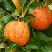Honeycrisp Apple Tree fruit seeds for planting - Heirloom & Non-GMO Garden seeds