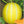 Yellow Musk Melon fruit seeds for planting - Heirloom & Non-GMO Garden seeds