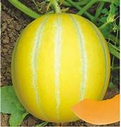 Yellow Musk Melon fruit seeds for planting - Heirloom & Non-GMO Garden seeds