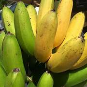Goldfinger Banana fruit seeds for planting - Heirloom & Non-GMO Garden seeds