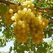 Fresh Yellow Grape Fruit Seeds for Planting - Heirloom & Non-GMO Garden Seeds