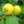 Yellow Strawberry Guava fruit seeds for planting - Heirloom & Non-GMO garden seeds for exotic tropical trees