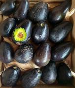 Mexicola Butter Avocado fruit seeds for planting - Heirloom & Non-GMO Garden seeds