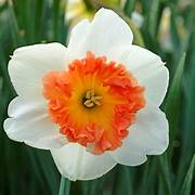 White & Orange Double Narcissus Daffodil Seeds for Planting - Heirloom, Non-GMO, High Germination Organic Garden Seeds