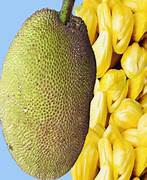 Golden Pillow Jackfruit seeds for planting - Heirloom & Non-GMO Garden seeds
