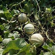 Mini Melon fruit seeds for planting – Heirloom & Non-GMO garden seeds, compact sweet juicy variety