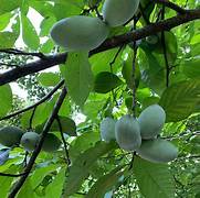 Asimina fruit seeds for planting – Heirloom & Non-GMO garden seeds, rare tropical-style fruit for gardens