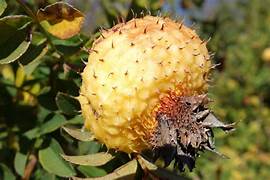 Wild Rosa Roxburghii fruit seeds for planting - Heirloom & Non-GMO Garden seeds, hardy green landscape fruit