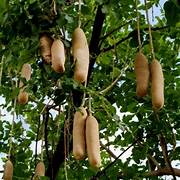 Brown Sausage fruit seeds for planting - Heirloom & Non-GMO Garden seeds
