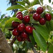 Lapins Sweet Cherry fruit seeds for planting – Heirloom & Non-GMO garden seeds, juicy red cherry variety