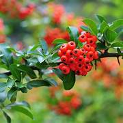Red Firethorn fruit seeds for planting - Heirloom & Non-GMO Garden seeds, hardy vibrant berry bushes