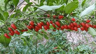 Goji Wolfberry fruit seeds for planting – Heirloom & Non-GMO nutritious superfood garden seeds
