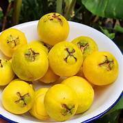 Yellow Strawberry Guava fruit seeds for planting - Heirloom & Non-GMO garden seeds for exotic tropical trees