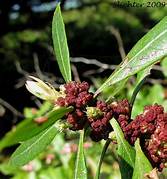 Myrica Californica Bayberry Fruit Seeds for Planting – Heirloom & Non-GMO Garden Seeds