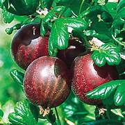 Gooseberry Whinhams Industry Fruit Seeds for Planting – Heirloom & Non-GMO Garden seeds, perfect for pies and preserves