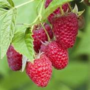 British Columbia fruit seeds for planting - Heirloom & Non-GMO garden seeds, robust hardy tree variety