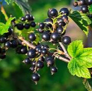 Titania Black Currant fruit seeds for planting - Heirloom & Non-GMO Garden seeds, nutrient-rich berry bushes