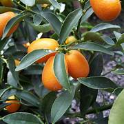 Kumquat Orange fruit seeds for planting - Heirloom & Non-GMO garden seeds, rare yellow variety