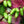Actinidia Kolomikta fruit seeds for planting - Heirloom & Non-GMO Garden seeds, hardy vines with sweet fruit yield