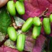 Actinidia Kolomikta fruit seeds for planting - Heirloom & Non-GMO Garden seeds, hardy vines with sweet fruit yield