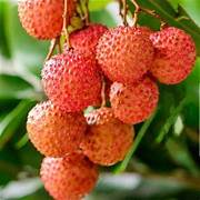 Orange Litchi fruit seeds for planting - Heirloom & Non-GMO garden seeds for sweet tropical harvests