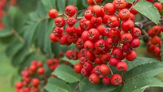 Sorbus fruit seeds for planting - Heirloom & Non-GMO Garden seeds