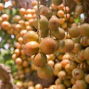 Burmese Grape fruit seeds for planting - Heirloom & Non-GMO Garden seeds