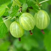 European Gooseberry fruit seeds for planting - Heirloom & Non-GMO Garden seeds rich in vitamin C fruits