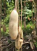 Brown Sausage fruit seeds for planting - Heirloom & Non-GMO Garden seeds