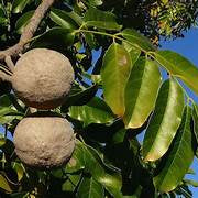 Khaya Senegalensis fruit seeds for planting – Heirloom & Non-GMO garden seeds, hardy trees for spacious gardens