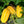 Yellow Korean Melon fruit seeds for planting – Heirloom & Non-GMO garden seeds for sweet summer harvests