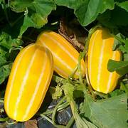 Yellow Korean Melon fruit seeds for planting – Heirloom & Non-GMO garden seeds for sweet summer harvests