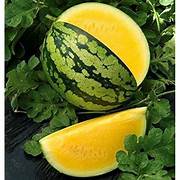Yellow Watermelon Fruit Seeds for Planting – Heirloom Non-GMO Vibrant Sweet Organic Garden Seeds with High Germination